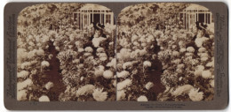 Stereo-Fotografie Underwood & Underwood, New York, Dame Inmitten Von Chrysanthemen  - Stereoscoop