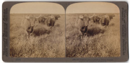 Stereo-Fotografie Underwood & Underwood, New York, Hochland-Rinder Auf Einer Weide Bei Thurso / Schottland  - Stereoscoop