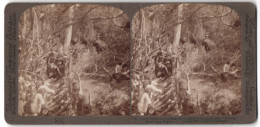 Stereo-Fotografie Underwood & Underwood, New York, Jäger Mit Elefanten Auf Der Jagd In Sri Lanka / Ceylon  - Berufe