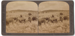 Stereo-Fotografie Underwood & Underwood, New York, Büffelherde Im Yellowstone Park  - Photos Stéréoscopiques