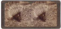 Stereo-Fotografie Underwood & Underwood, New York, Afrikanisches Stachelschwein  - Stereoscopic