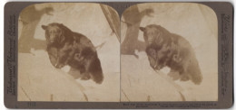 Stereo-Fotografie Underwood & Underwood, New York, Schwarzbär Ursus Americanus  - Stereoscopic