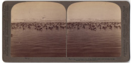 Stereo-Fotografie Underwood & Underwood, New York, Alken-Vögel An Der Westküste Von Grönland  - Stereoscopic