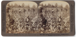 Stereo-Fotografie Underwood & Underwood, New York, Afroamerikaner Bei Der Baumwoll-Ernte In Louisiana  - Profesiones