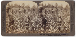 Stereo-Fotografie Underwood & Underwood, New York, Afroamerikaner Bei Der Baumwoll-Ernte In Louisiana  - Métiers