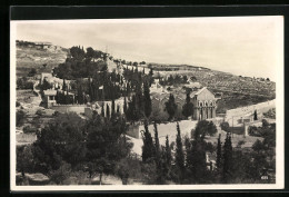 AK Jerusalem, Oelberg Mit Garten Gethsemane  - Palästina