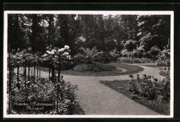 AK Komotau, Partie Im Rosenpark  - Czech Republic