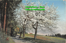R414310 Apple Blossoms. B. 7005. Postcard - Wereld