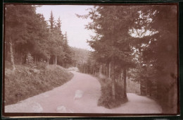 Fotografie Brück & Sohn Meissen, Ansicht Bad Elster, Partie An Der Gabelung Des Apeltweg  - Plaatsen