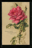 Künstler-AK Catharina Klein: Aufgeblühte Rosa Rose  - Klein, Catharina