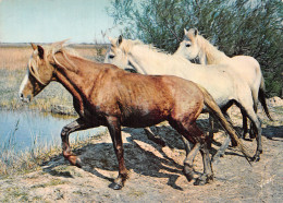 13 CAMARGUE CRINIERE AU VENT - Sonstige & Ohne Zuordnung