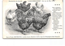 PARIS - Illustration Du Journal " L'Acclimatation " - Coq Et Poule Orpington - état - Salud, Hospitales