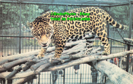 R416729 Jaguar. Michael Lyster. The Zoological Society Of London. L. LZ 19 - Altri & Non Classificati