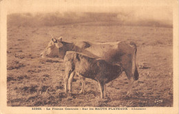 TH-AGRICULTURE France CENTRALE SUR LES HAUTS PLATEAUX ALLAITEMENT-N°5140-G/0359 - Breeding