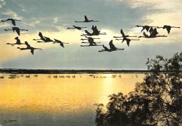 13-CAMARGUE FLAMANTS ROSES-N°4195-A/0325 - Andere & Zonder Classificatie