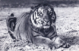 75 - PARIS 12 - Parc Zoologique Du Bois De Vincennes - Un Tigre Du Bengale - Distretto: 12