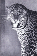75 - PARIS 12 - Parc Zoologique Du Bois De Vincennes - Un Jaguar Ou Panthere D Amerique - Arrondissement: 12
