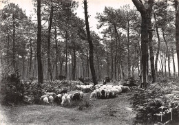 40-LANDES DE GASCOGNE-N°4196-A/0057 - Otros & Sin Clasificación