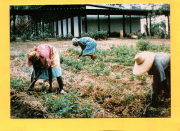 Monastère De L'Assomption DZOBEGA  TOGO  Travail Des Champs ( Culture ) ( 21644 ) - Togo