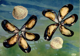 CPSM Les Moules - Autres & Non Classés