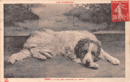 65-LES PYRENEES CHIEN DES PYRENEES AU REPOS-N°5147-C/0303 - Autres & Non Classés