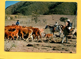 Cote Ouest STOCKMEN Rassemblant Un Troupeau  ( Vaches, Chevaux )  ( 21653 ) NOUVELLE CALEDONIE - Nouvelle Calédonie