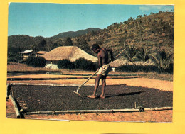 Récolte Du Café   ( 21654 ) NOUVELLE CALEDONIE ( Provient D'un Dépliant) - Nouvelle Calédonie