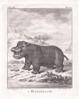 L'Hippopotame. - Hippopotamus Flusspferd Hippopotame / Tiere Animals Animaux - Stiche & Gravuren