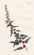 Blitum Virgatum. Strawberry Blite. Tab. 276 - Erdbeerspinat Leafy Goosefoot Erdbeere / Pflanze Plant / Flower - Estampes & Gravures