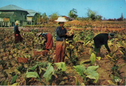 Pitsanulok , Thaïlande * Le Tabac * Récolte Tabacs TABAC - Thaïland