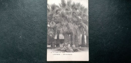 83 , Hyères , Jardin D'acclimatation  ,groupe De Pitchardias Début 1900 - Hyeres