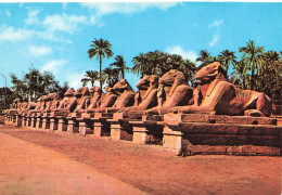 EGYPTE - Karnak - Vue Sur L'avenue Des Sphinx - Colorisé - Carte Postale - Other & Unclassified