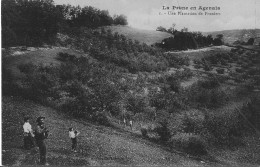 La Prune En Agenais - Une Plantation De Pruniers - Agen