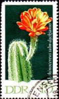 Rda Poste Obl Yv:1318 Mi:1627 Echinocereus Salm-dyckianus (Beau Cachet Rond) - Oblitérés