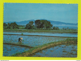 INDONESIE Indonesia CENTRAL JAWA A Rural Scene The Fertile Rice-fields Culture Du Riz En 1979 VOIR DOS 2 BEAUX TIMBRES - Indonesië