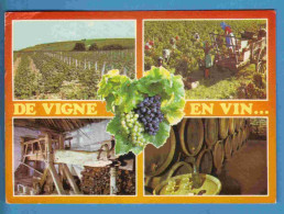 Vignes - De Vigne En Vin - Multivues - Ecrite En 2002 - Vignes