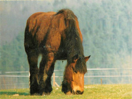 Format Spécial - 150 X 110 Mms - Animaux - Chevaux - Belgique - De Pinte - V.Z.W. Dierenbescherming - Au Paturage - Cart - Paarden