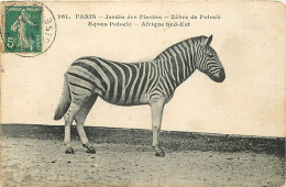 Animaux - Zèbres - Jardin Des Plantes De Paris - Zèbre De Potock - Oblitération Ronde De 1911 - CPA - Etat Pli Visible - - Zebras