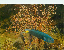 Animaux - Poissons - Musée Océanographique De Monaco - 40-048-08 - Girelle Exotique - Thalassoma Lunare - Flamme Postale - Fish & Shellfish