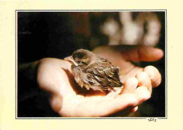 Animaux - Oiseaux - Oisillon Dans Une Main - Flamme Postale - CPM - Voir Scans Recto-Verso - Oiseaux