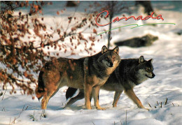 Animaux - Loups - Canada - The Timber Wolf - Le Loup Canadien - Hiver - Neige - Wolf - Lobo - CPM - Carte Neuve - Voir S - Autres & Non Classés