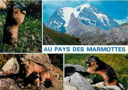 Animaux - Marmottes - CPM - Voir Scans Recto-Verso - Autres & Non Classés