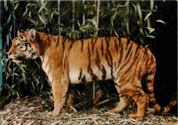 Animaux - Fauves - Tigre - Museo Civico Di Storia Naturale Milano - CPM - Voir Scans Recto-Verso - Tiger