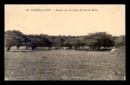 GUADELOUPE - SAVANE SUR LA ROUTE DE STE-ANNE - VOIR TIMBRES - Sonstige & Ohne Zuordnung