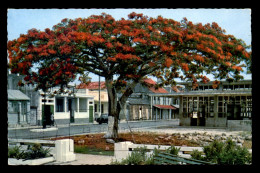 GUADELOUPE - PORT-LOUIS - FLAMBOYANT EN FLEUR - Other & Unclassified