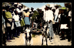 GUADELOUPE - ATTELAGE DE CHEVRES - Sonstige & Ohne Zuordnung