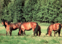 H2368 - TOP Pferd Pferde Horses Kaltblut - Wendy - Paarden