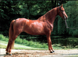 H2369 - TOP Pferd Pferde Horses - Wendy - Paarden