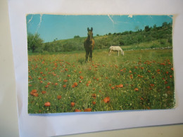 CREECE POSTCARDS  HORSHES  ΑΛΟΓΑ ΣΤΗ ΕΞΟΧΗ - Paarden