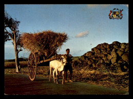 ILE MAURICE - MAURITIUS - TRANSPORT DES CANNES A SUCRE - Maurice